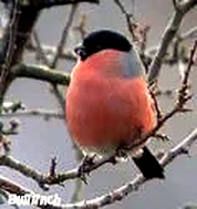 Bullfinch
