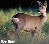 Roe Deer