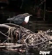 Dipper