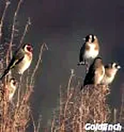 Goldfinch