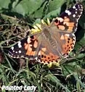 Painted Lady