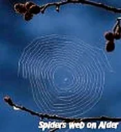 Spider’s Web