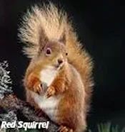 Red Squirrel